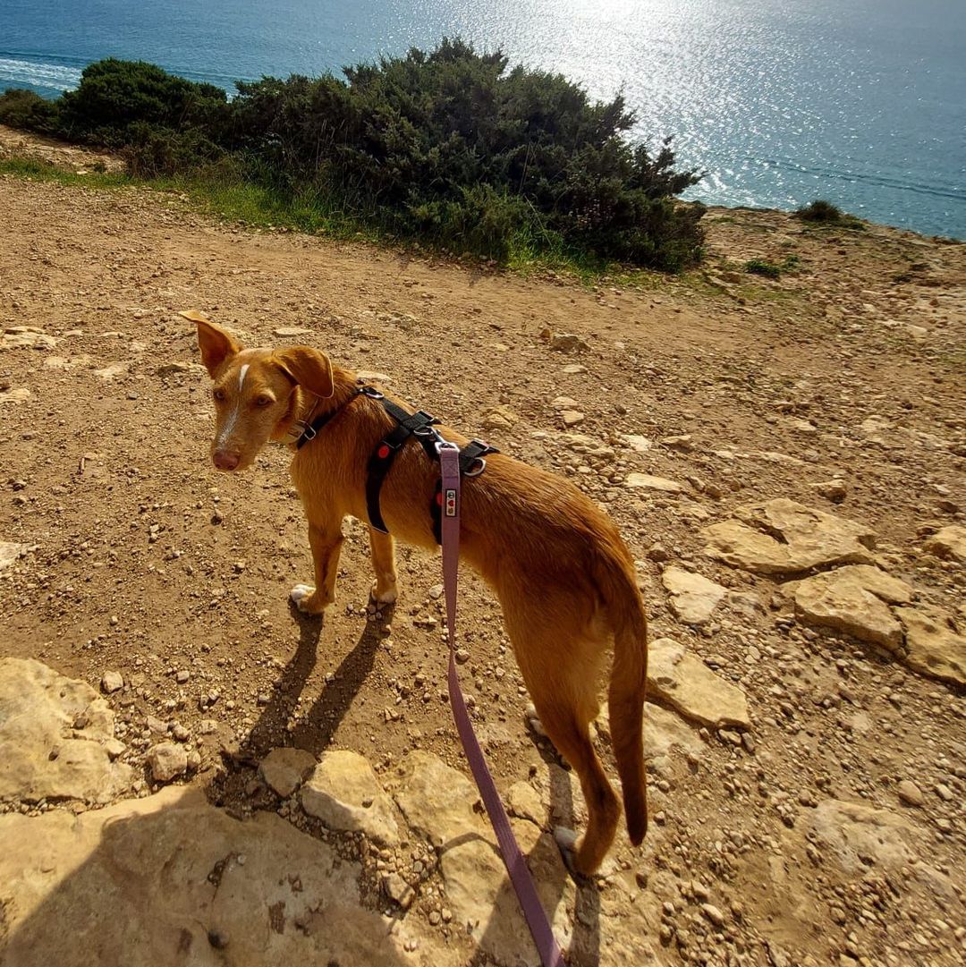 Rio beim Spaziergang am Meer