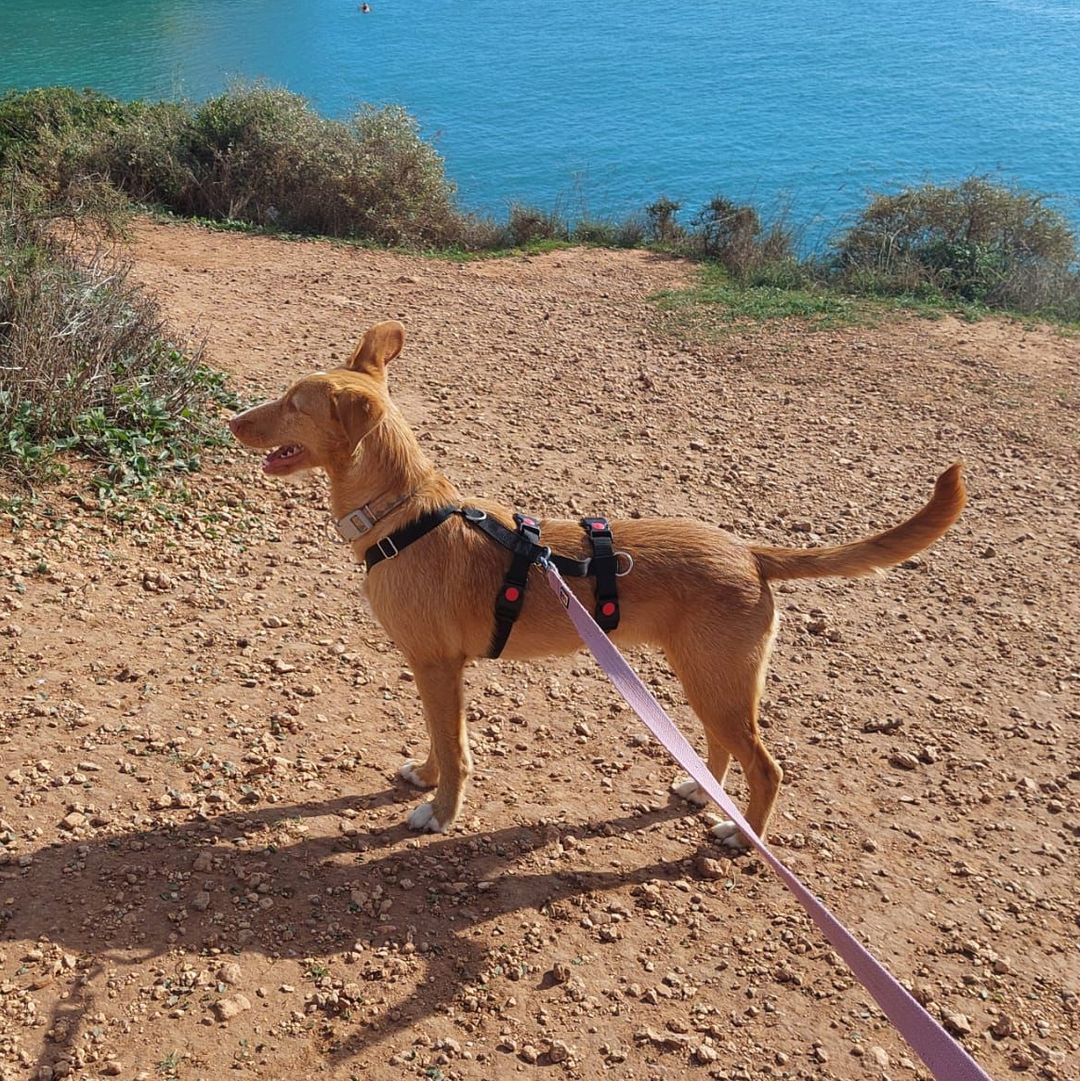 Rio beim Spaziergang am Meer