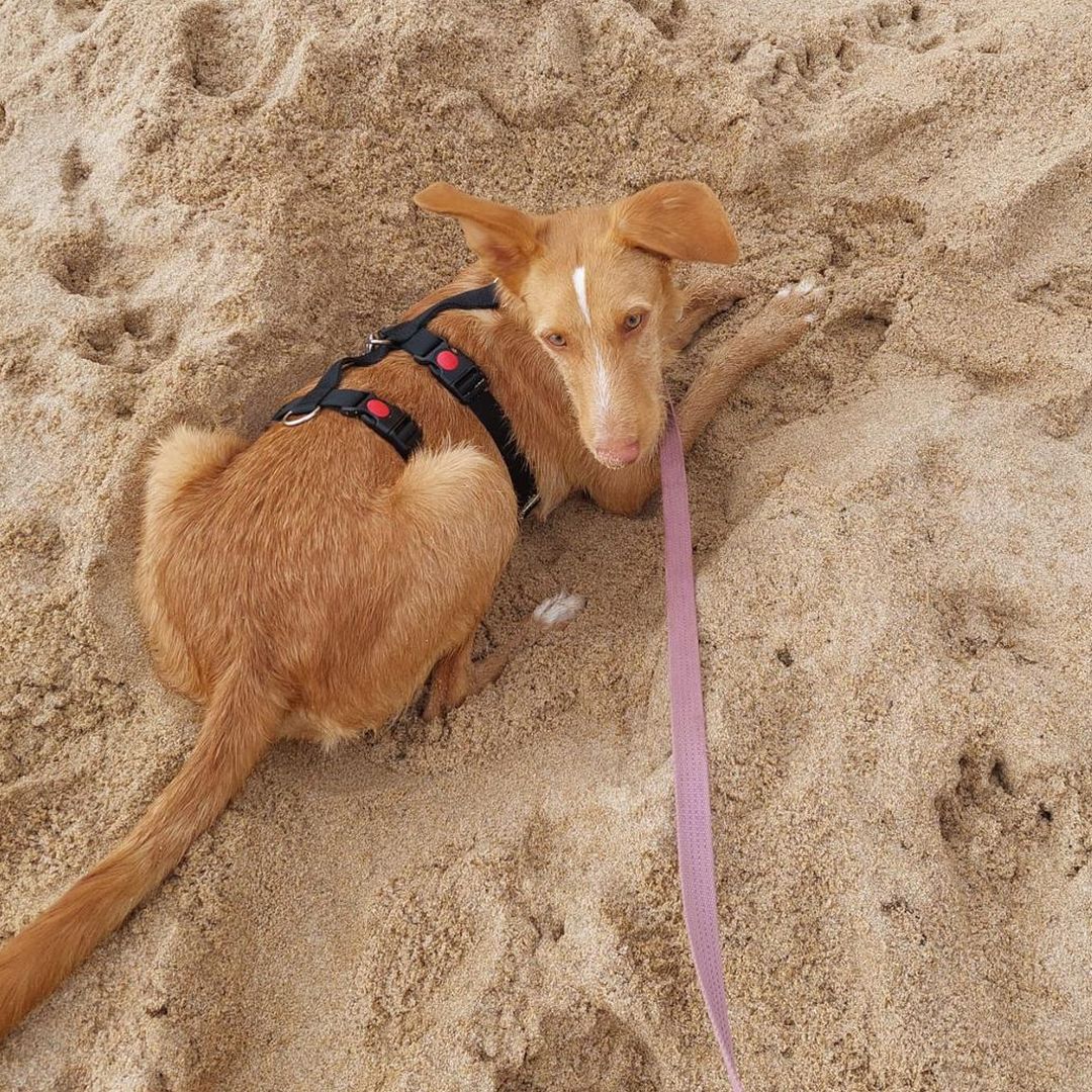 Rio beim Spaziergang am Meer