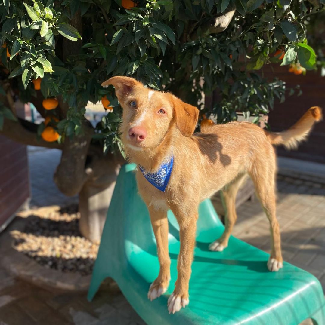 Rio steht auf einem Tisch