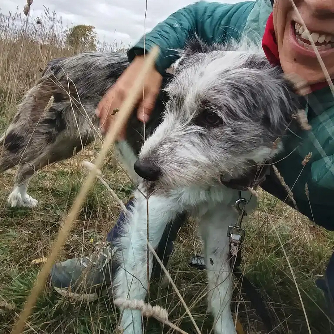 Hündin, tricolor, stehend, von eher rechts vorn, wird von Person umarmt, Kopf und Blick nach rechts