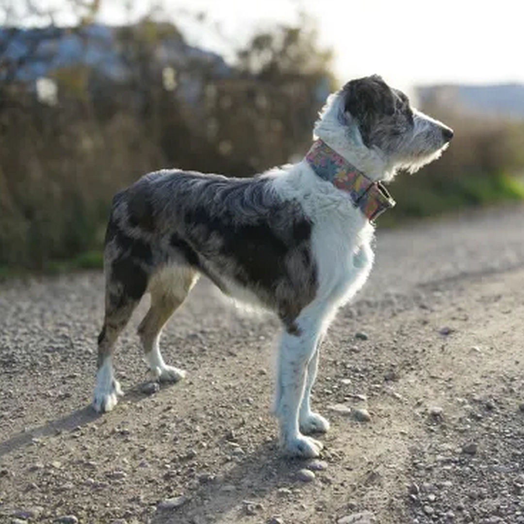 Hündin, tricolor, stehend, rechte Seite, Blick nach geradeaus