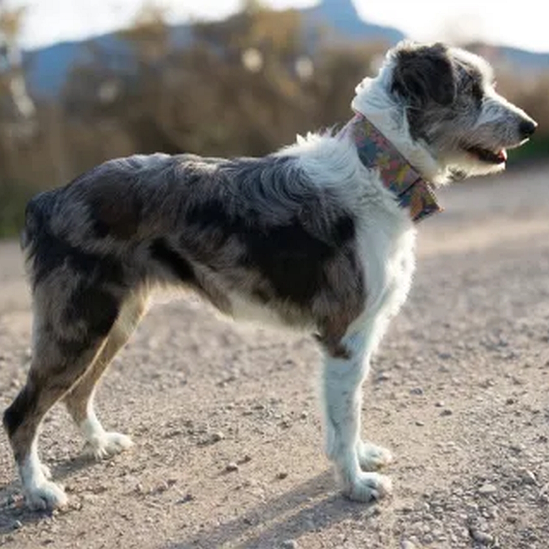 Hündin, tricolor, stehend, rechte Seite, Blick nach geradeaus