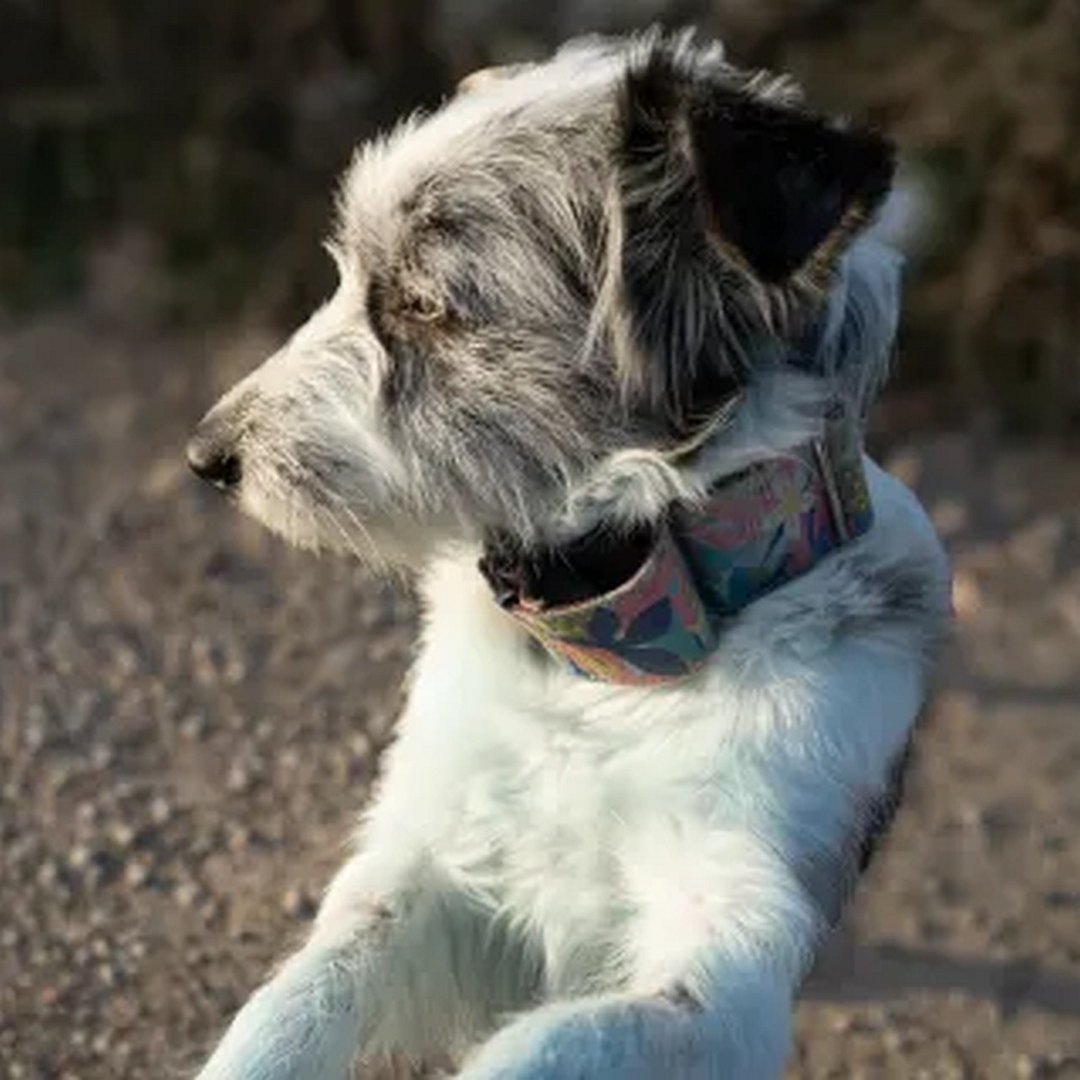 Hündin, tricolor, von vorn, Portrait, Kopf und Blick nach rechts