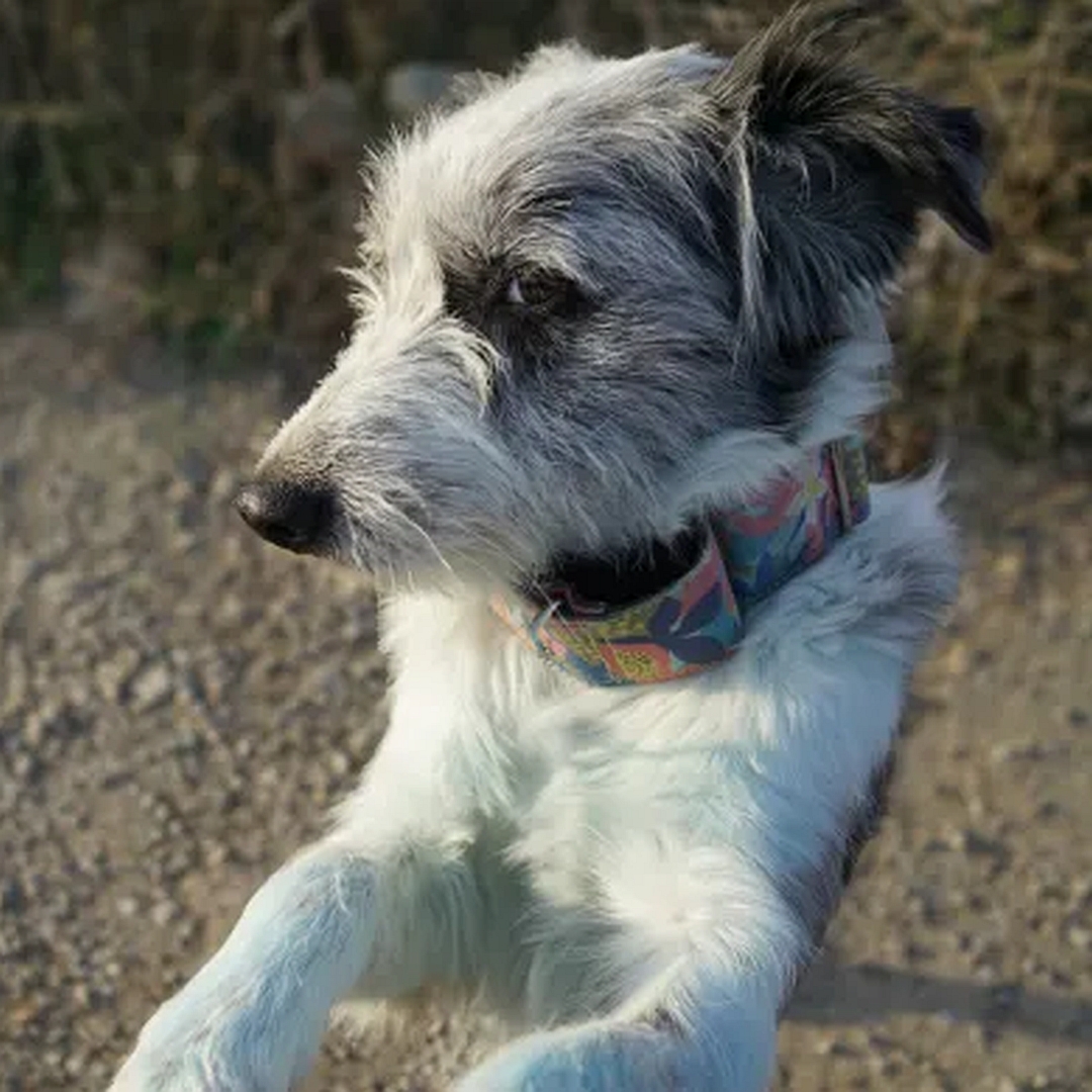 Hündin, tricolor, von vorn, Portrait, Kopf nach rechts und Blick zur Kamera