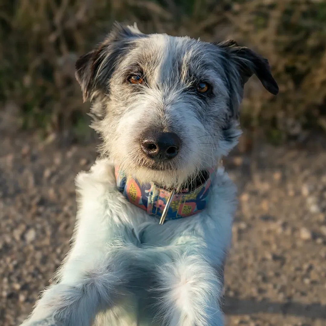 Hündin, tricolor, von vorn, Portrait, Blick in Kamera