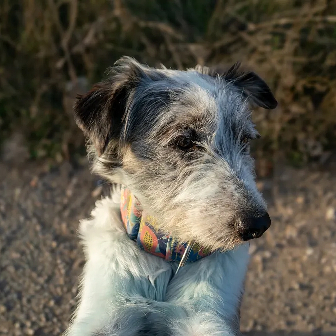 Hündin, tricolor, von vorn, Portrait, Kopf und Blick nach links