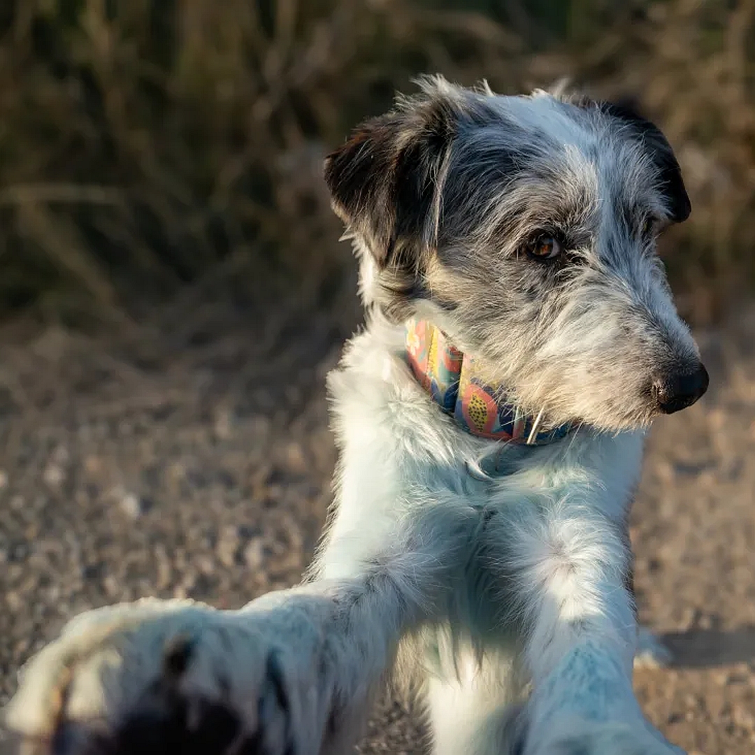 Hündin, tricolor, von vorn, Portrait, Kopf nach links, Blick zu Kamera