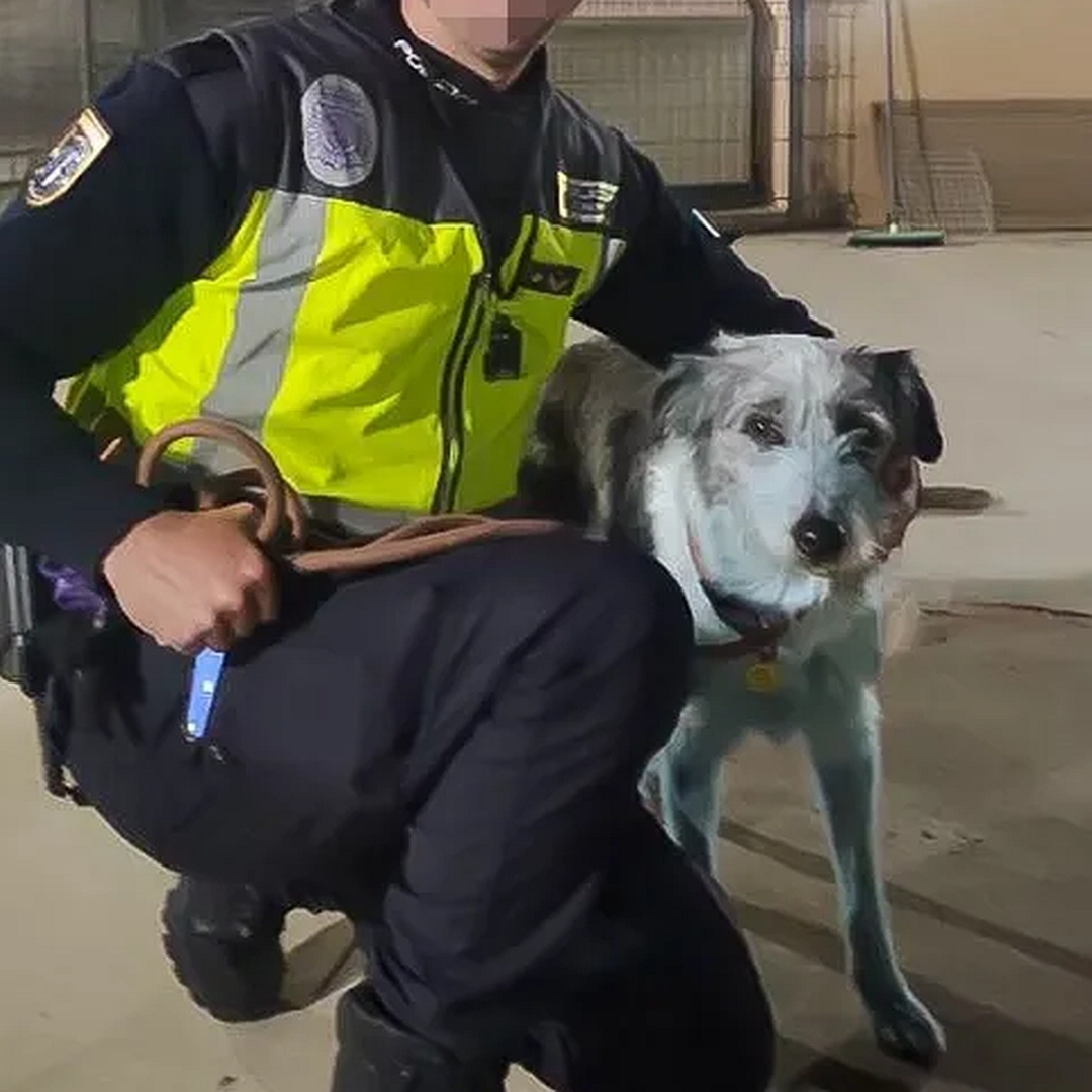 Hündin, tricolor, links neben dem Finder stehend, von vorn, wird vom Finder umarmt, Blick in Kamera