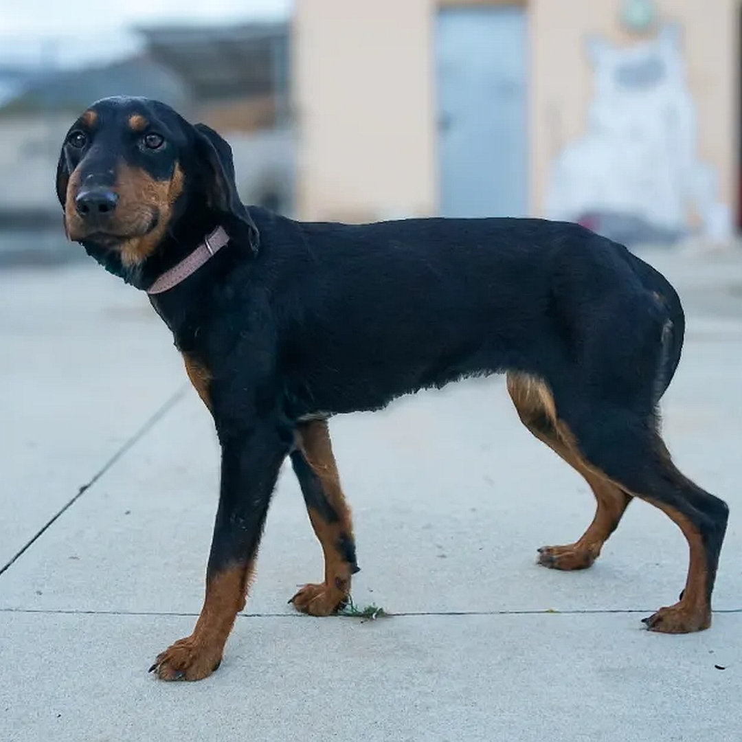 Schwarz-braune Hündin, stehend, linke Seite, Kopf und nach links Richtung Kamera