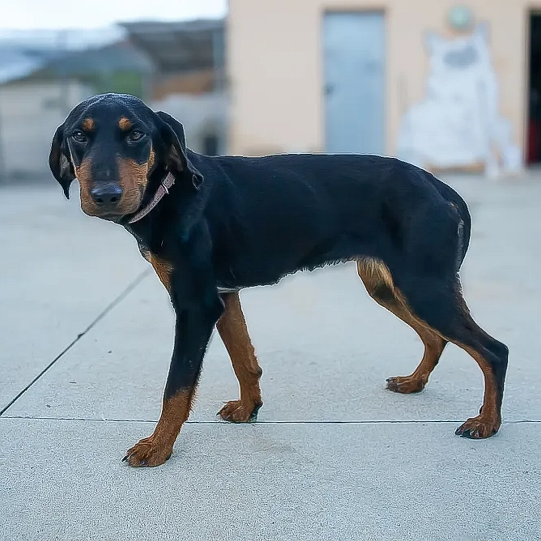 Schwarz-braune Hündin, stehend, linke Seite, Kopf und nach links Richtung Kamera