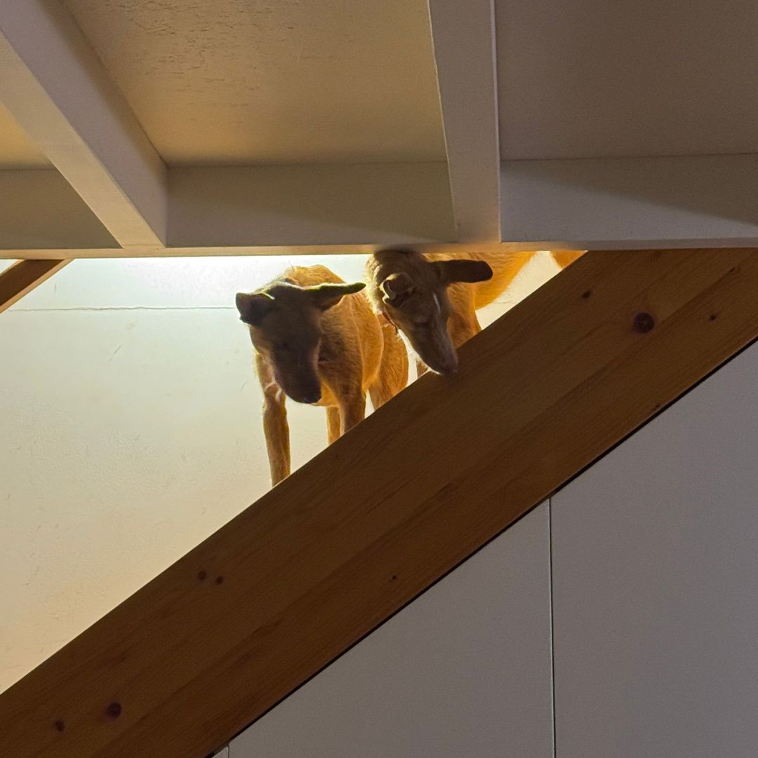 Rufus steht auf einer Treppe