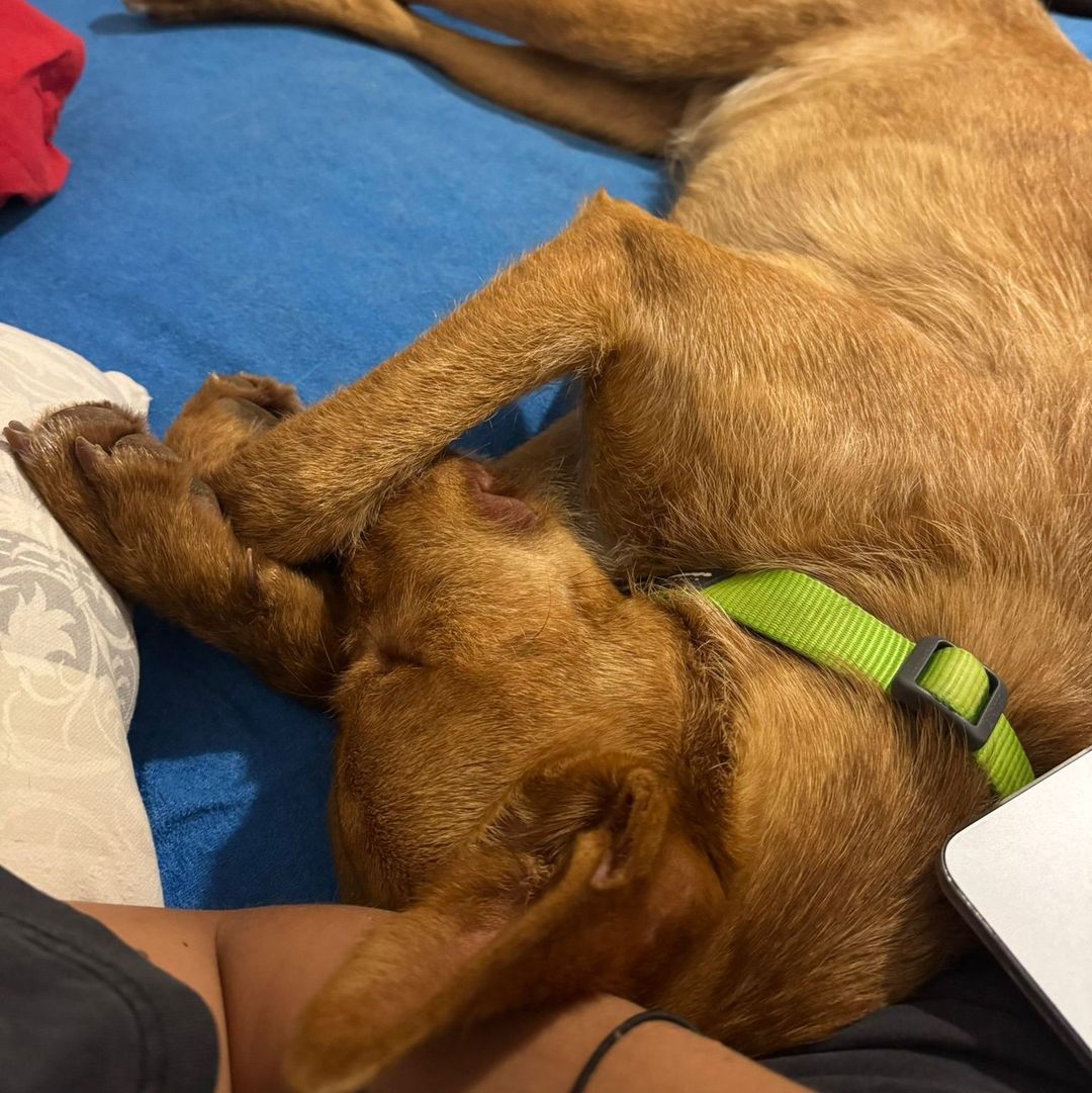 Rufus in der Wohung beim entpannen