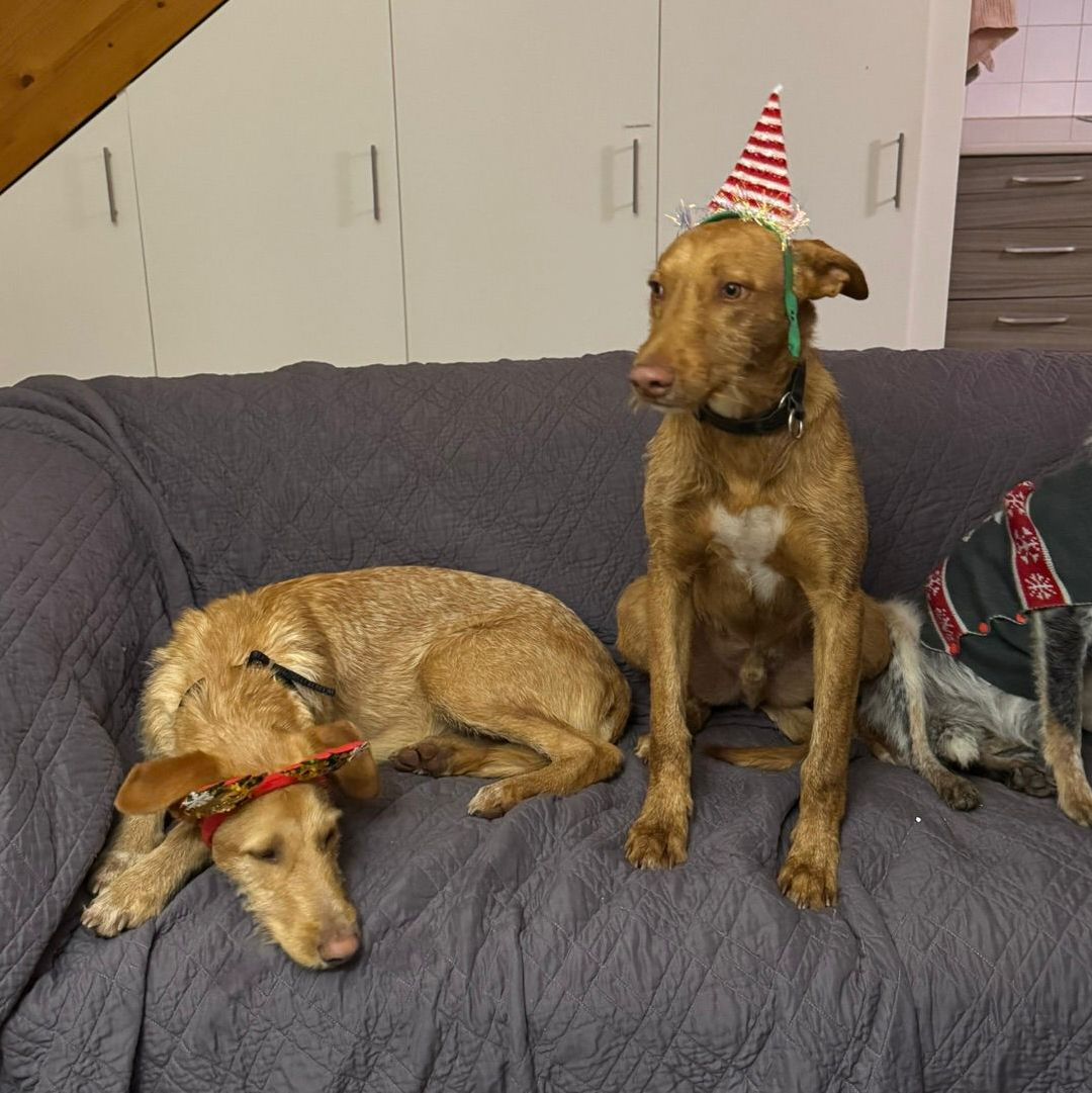 Rufus in der Wohung mit Hütchen