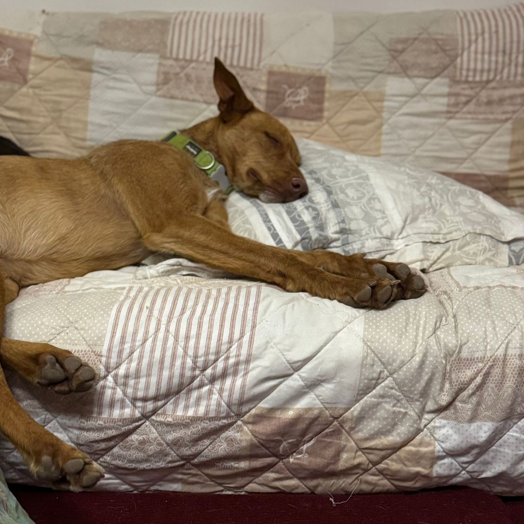 Rufus in der Wohung beim entpannen