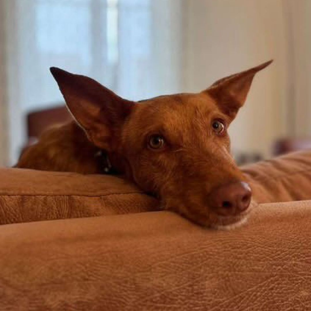 Rufus in der Wohung beim entpannen