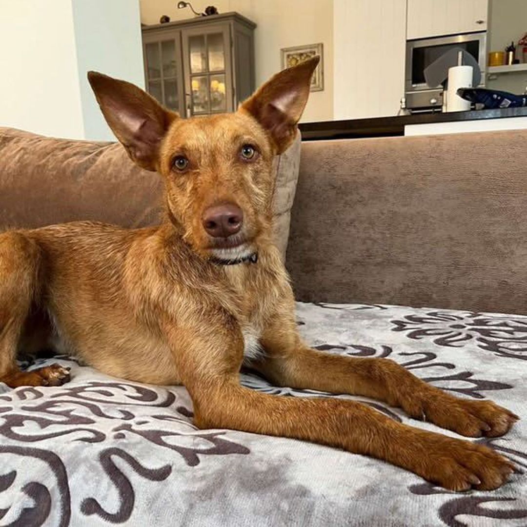 Rufus in der Wohung beim entpannen