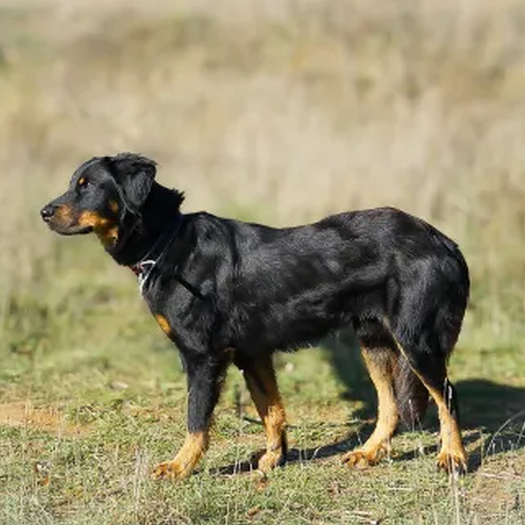 Schwarz-brauner Rüde, stehend, linke Seite, Kopf und Blick geradeaus