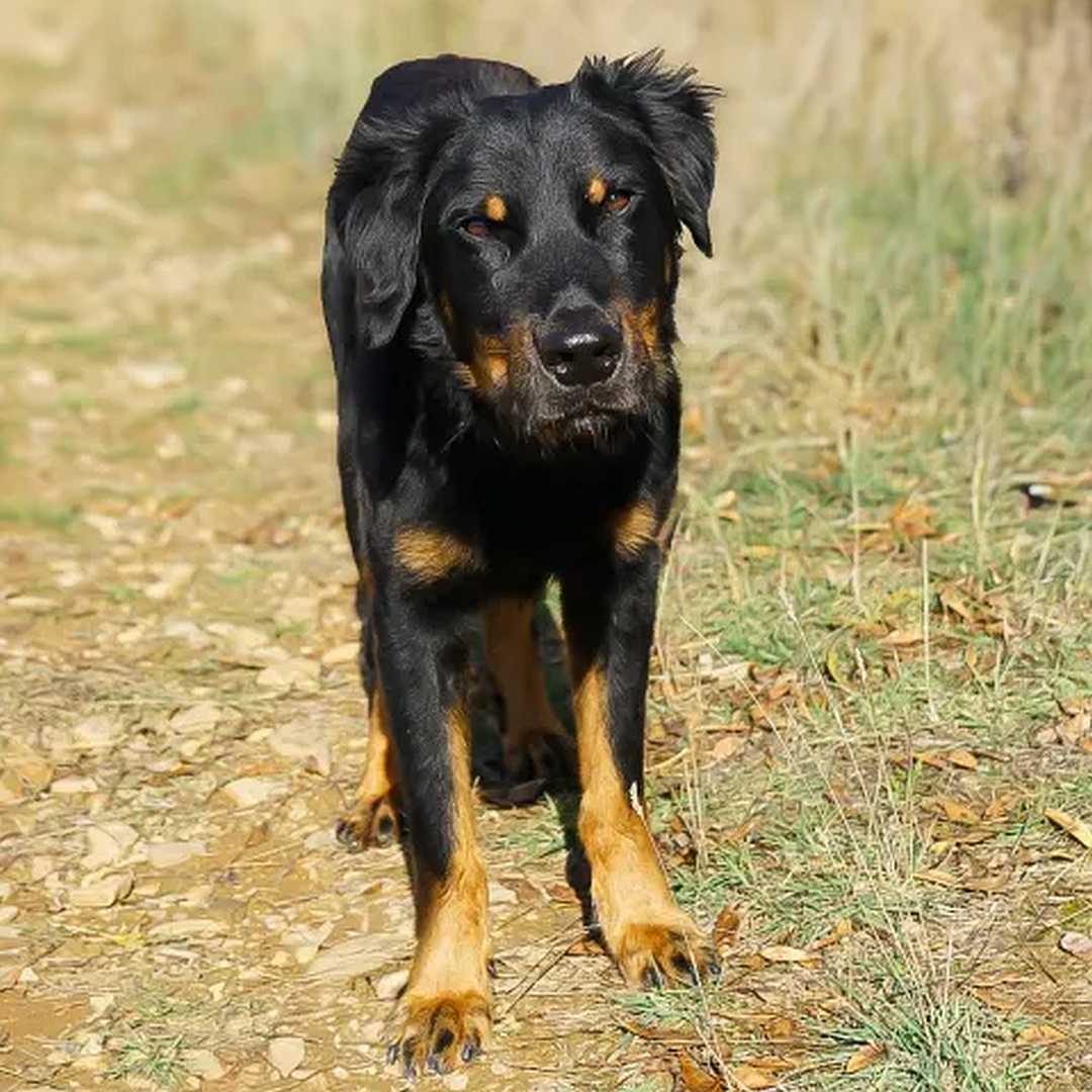 Schwarz-brauner Rüde, stehend, von vorn, Blick in Kamera