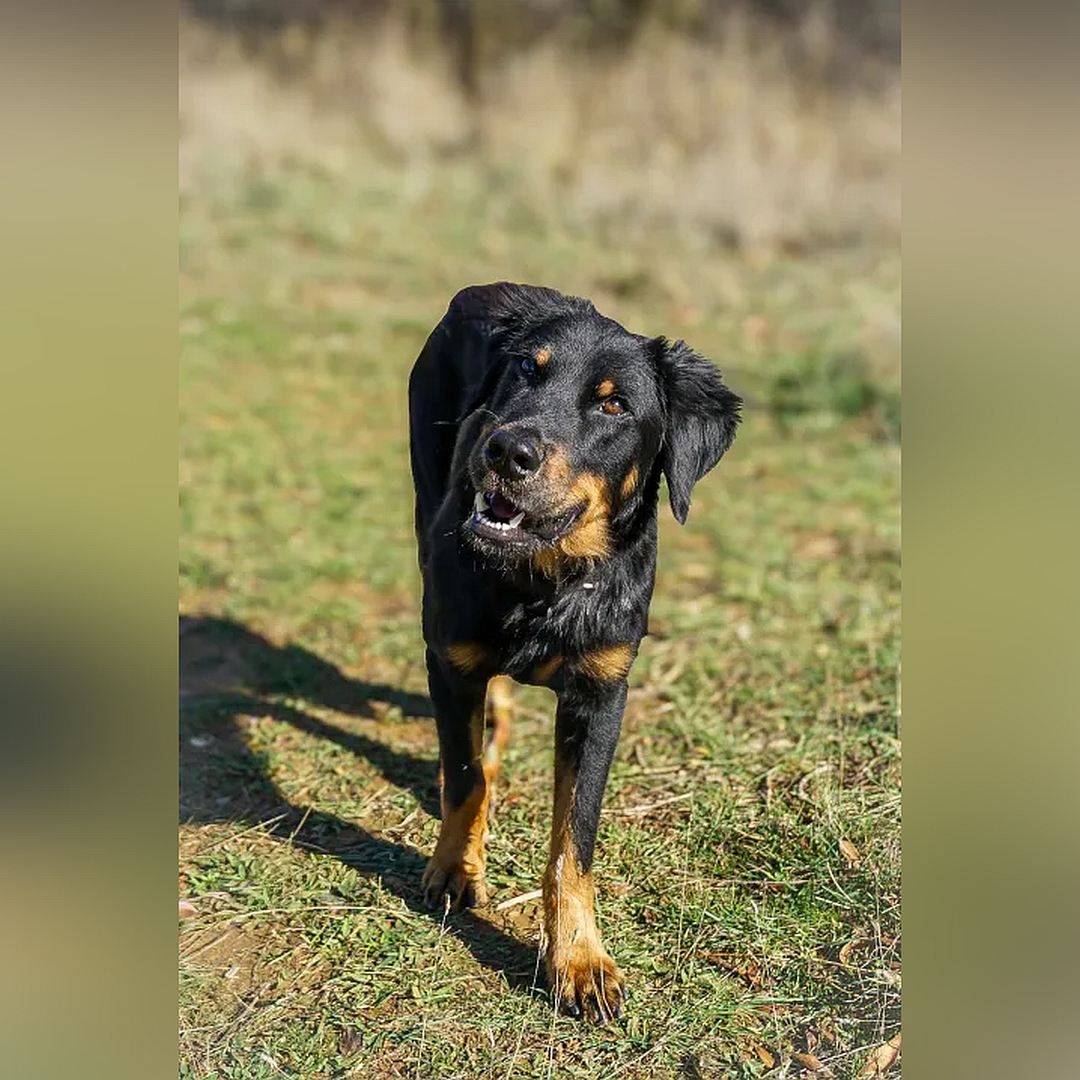 Schwarz-brauner Rüde, gehend, von vorn, Kopf und Blick nach rechts oben