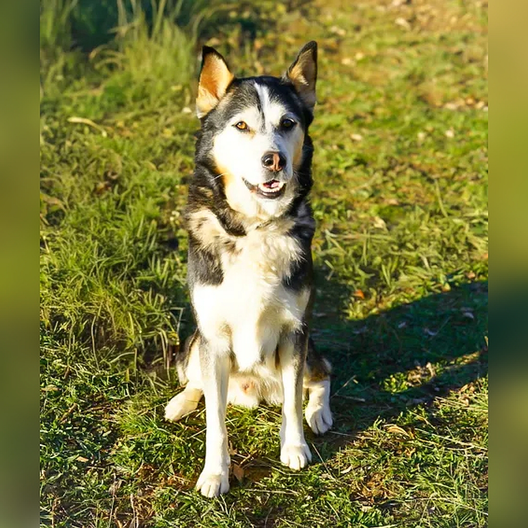 Schwarz-weiß-brauner Rüde, sitzend, von vorn, Blick in Kamera