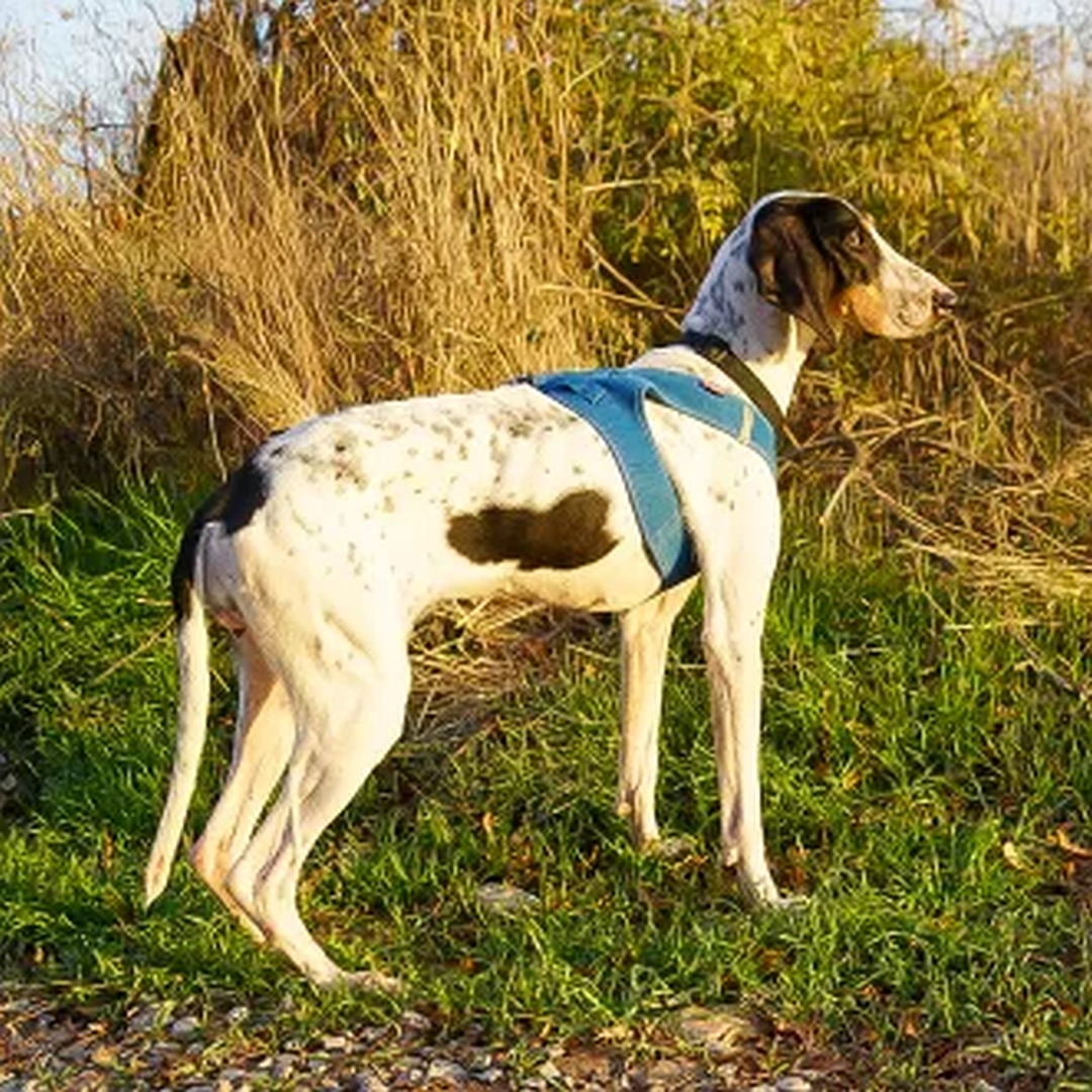 Braun-weiße Hündin, stehend, rechte Seite, Blick geradeaus