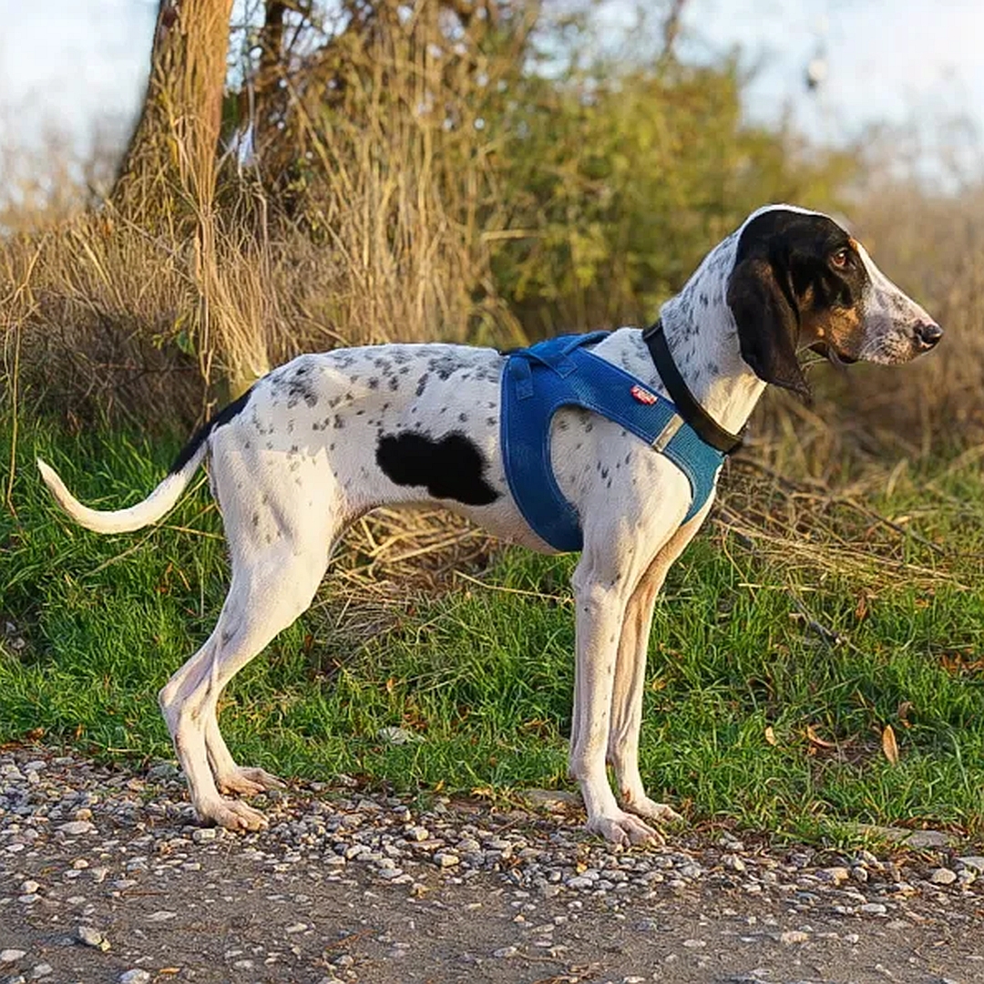 Braun-weiße Hündin, stehend, rechte Seite, Blick geradeaus