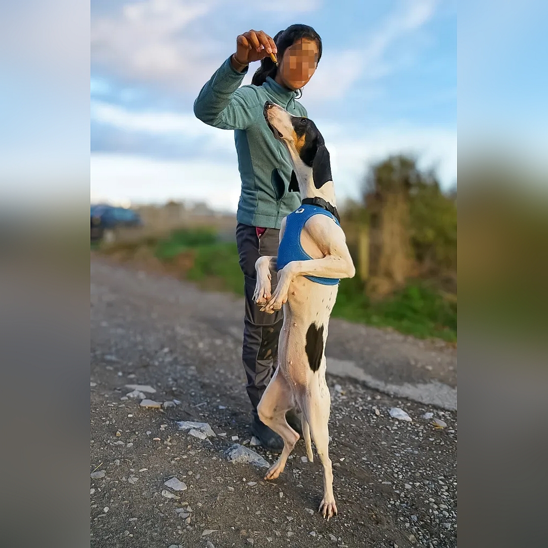 Braun-weiße Hündin, auf zwei Beinen stehend, linke Seite, streckt sich hoch zu einem hingehaltenen Leckerchen