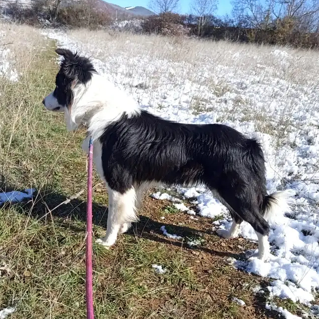 Schwarz-weißer Rüde, stehend, linke Seite, Kopf und Blick geradeaus