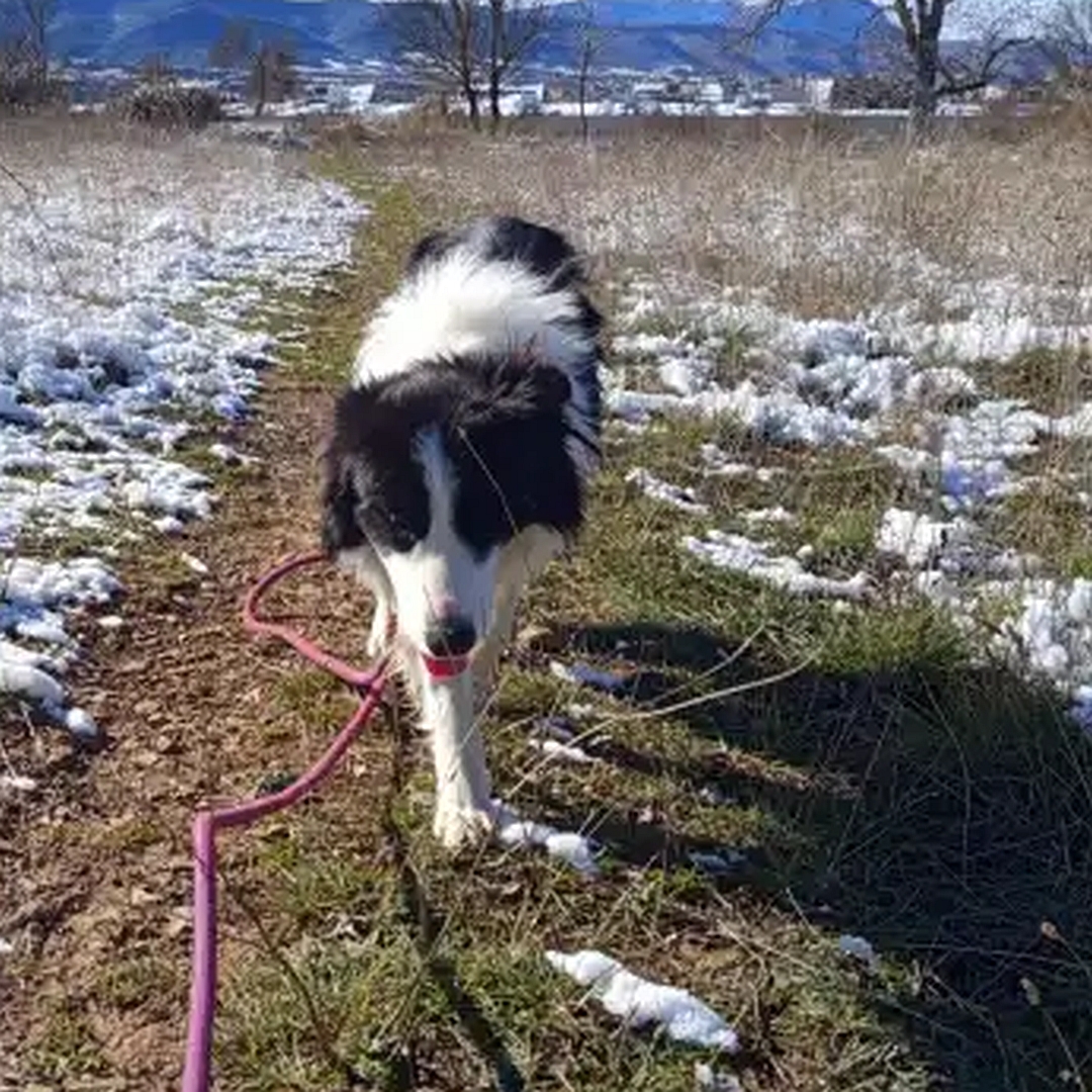 Schwarz-weißer Rüde, gehend, von vorn, Kopf und Blick nach vorn