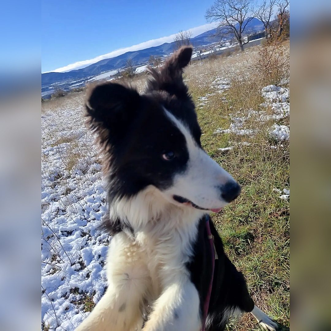 Schwarz-weißer Rüde, sitzend, von vorn, Portrait, Kopf und Blick nach links