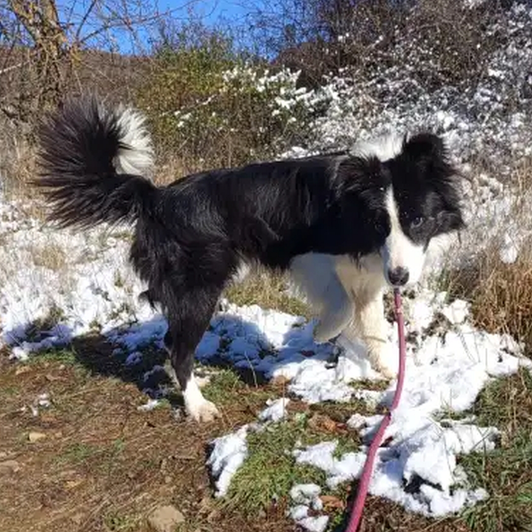 Schwarz-weißer Rüde, stehend, rechte Seite, Kopf und Blick nach rechts Richtung Kamera