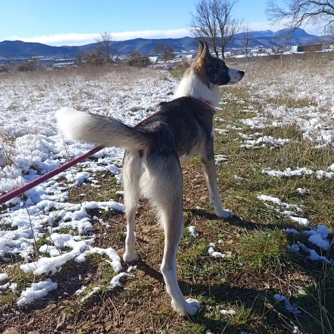 Dunkelbraun-weißer Rüde, stehend, von hinten, Kopf und Blick leicht nach rechts