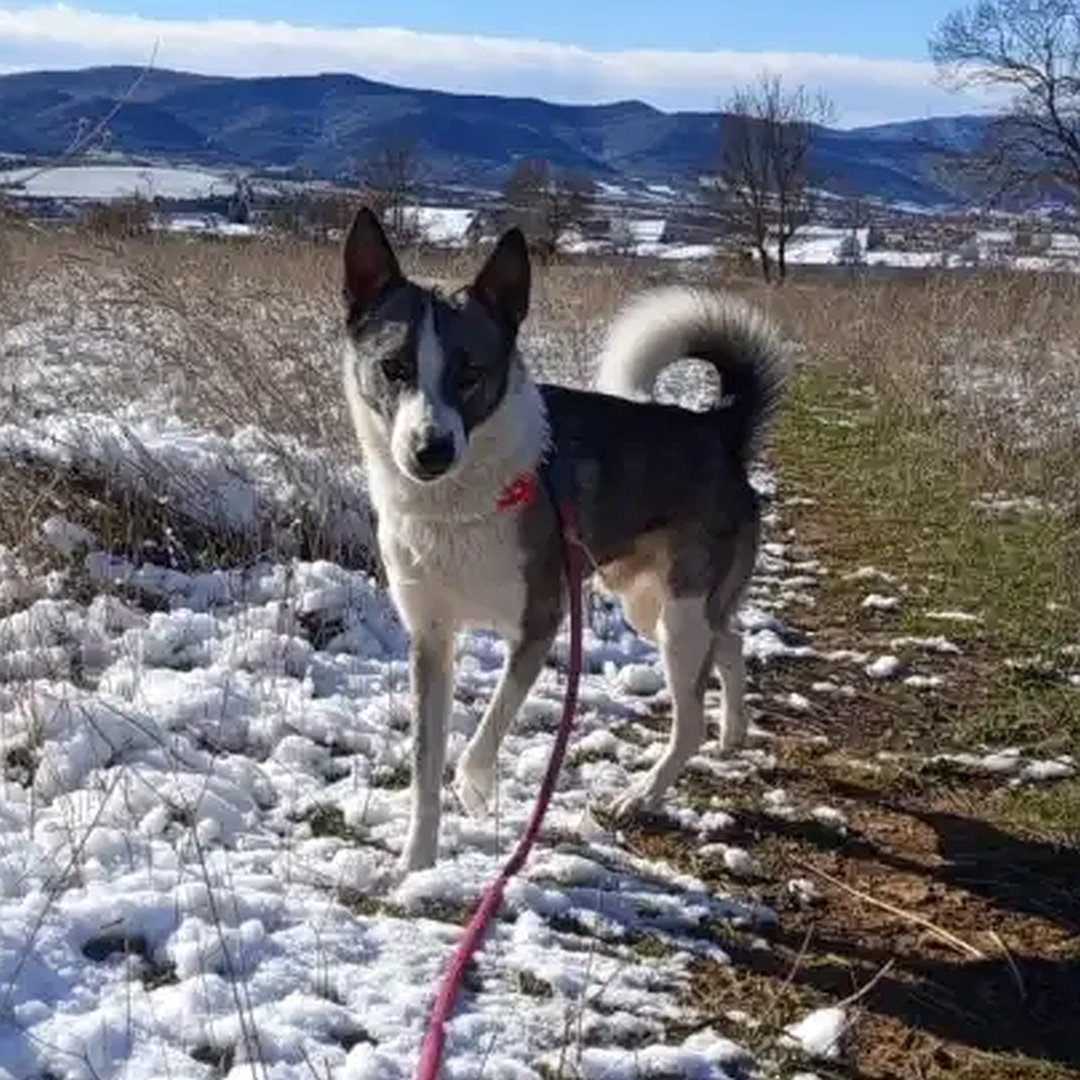 Dunkelbraun-weißer Rüde, stehend, von vorn, Blick in Kamera