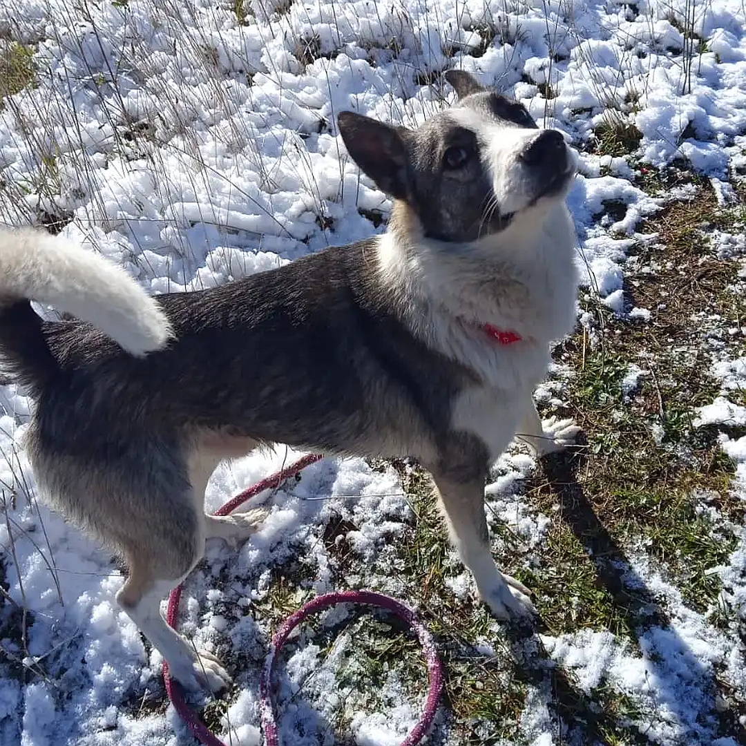 Dunkelbraun-weißer Rüde, stehend, rechte Seite, Kopf und Blick nach oben zu einer Person
