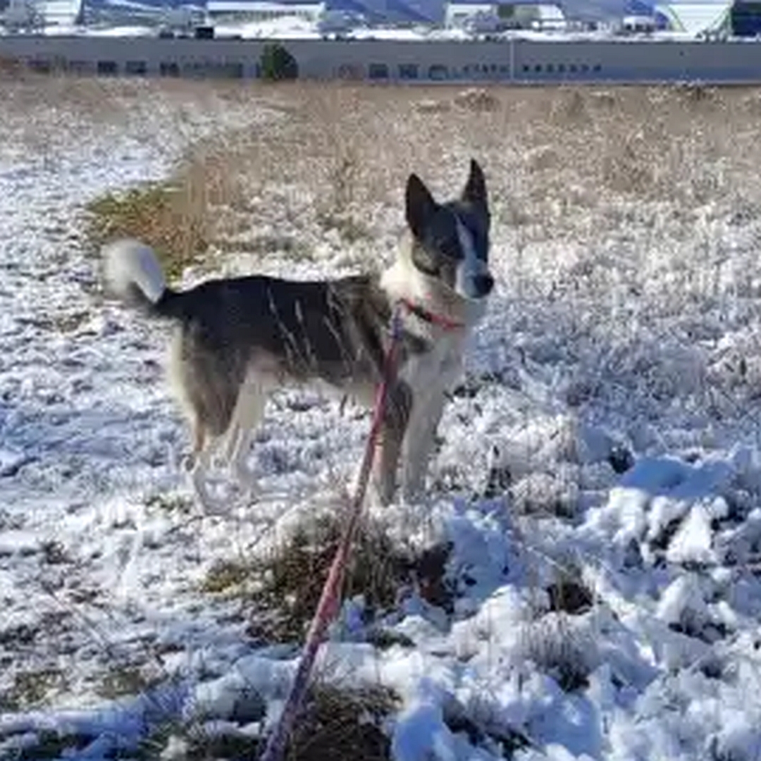 Dunkelbraun-weißer Rüde, stehend, rechte Seite, Kopf und Blick leicht nach rechts