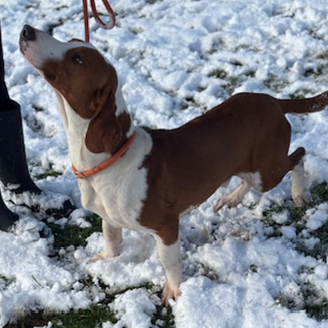 Hellbraun-weißer Rüde, stehend, linke Seite, Blick hoch zu einer Person