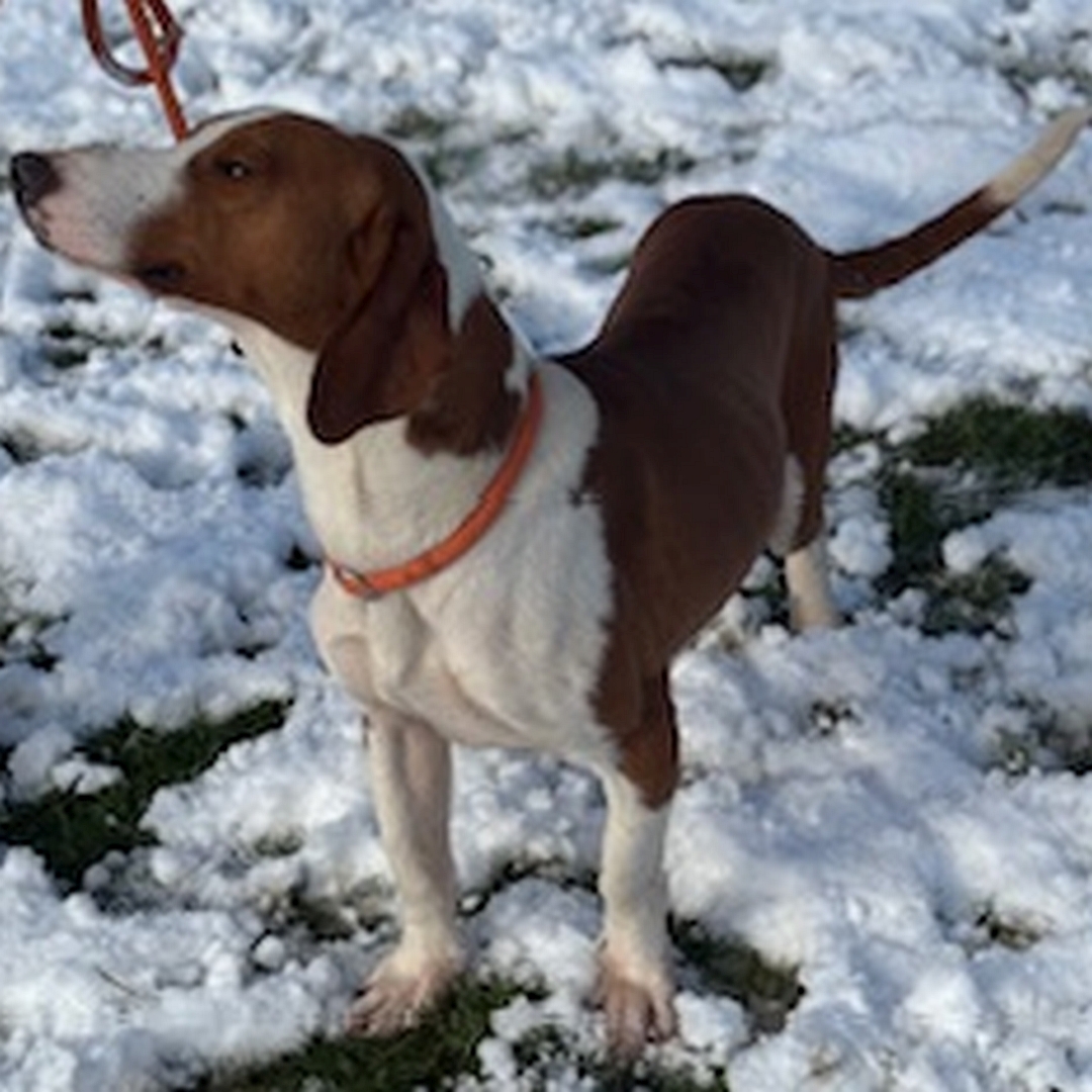 Hellbraun-weißer Rüde, stehend, von eher links vorn, Blick hoch zu einer Person