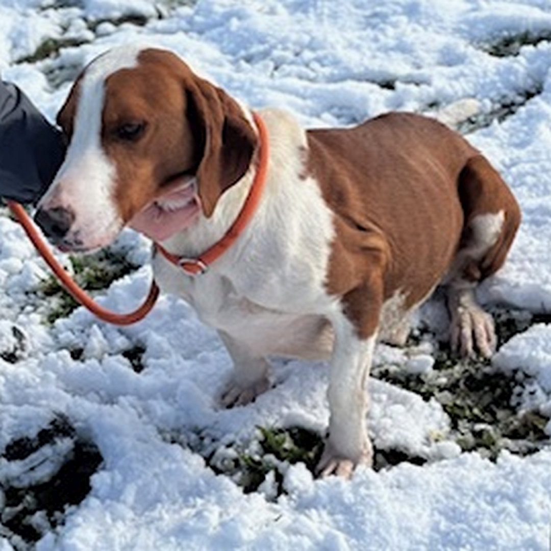 Hellbraun-weißer Rüde, sitzend, von eher links vorn, Blick geradeaus, Kopf in der Hand einer Person abgelegt