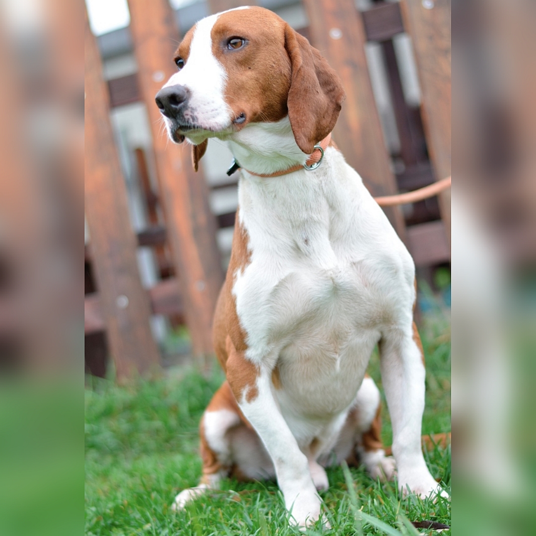 Hellbraun-weißer Rüde, sitzend, von vorn, Kopf und Blick leicht nach rechts