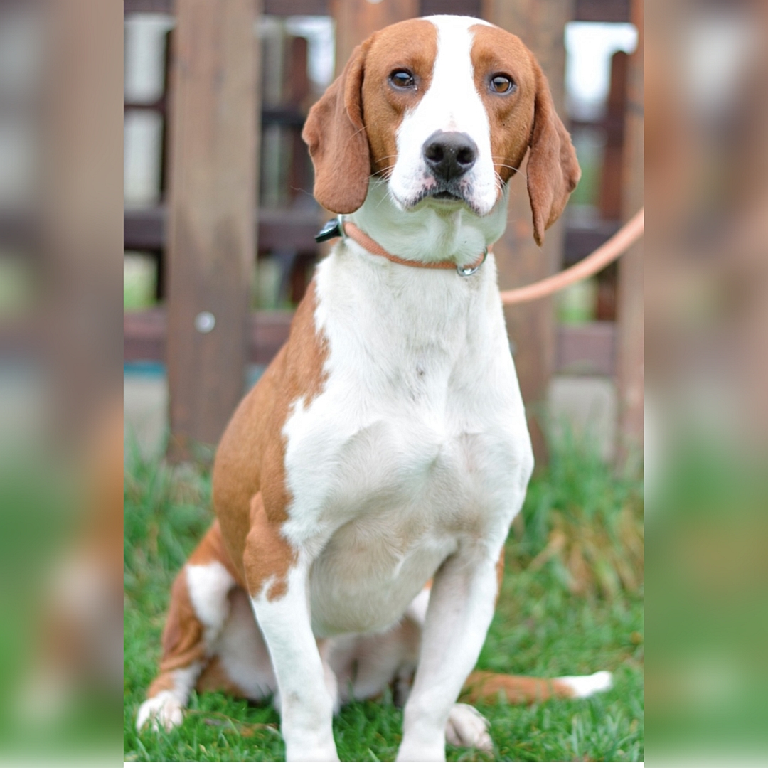 Hellbraun-weißer Rüde, sitzend, von vorn, Blick in Kamera