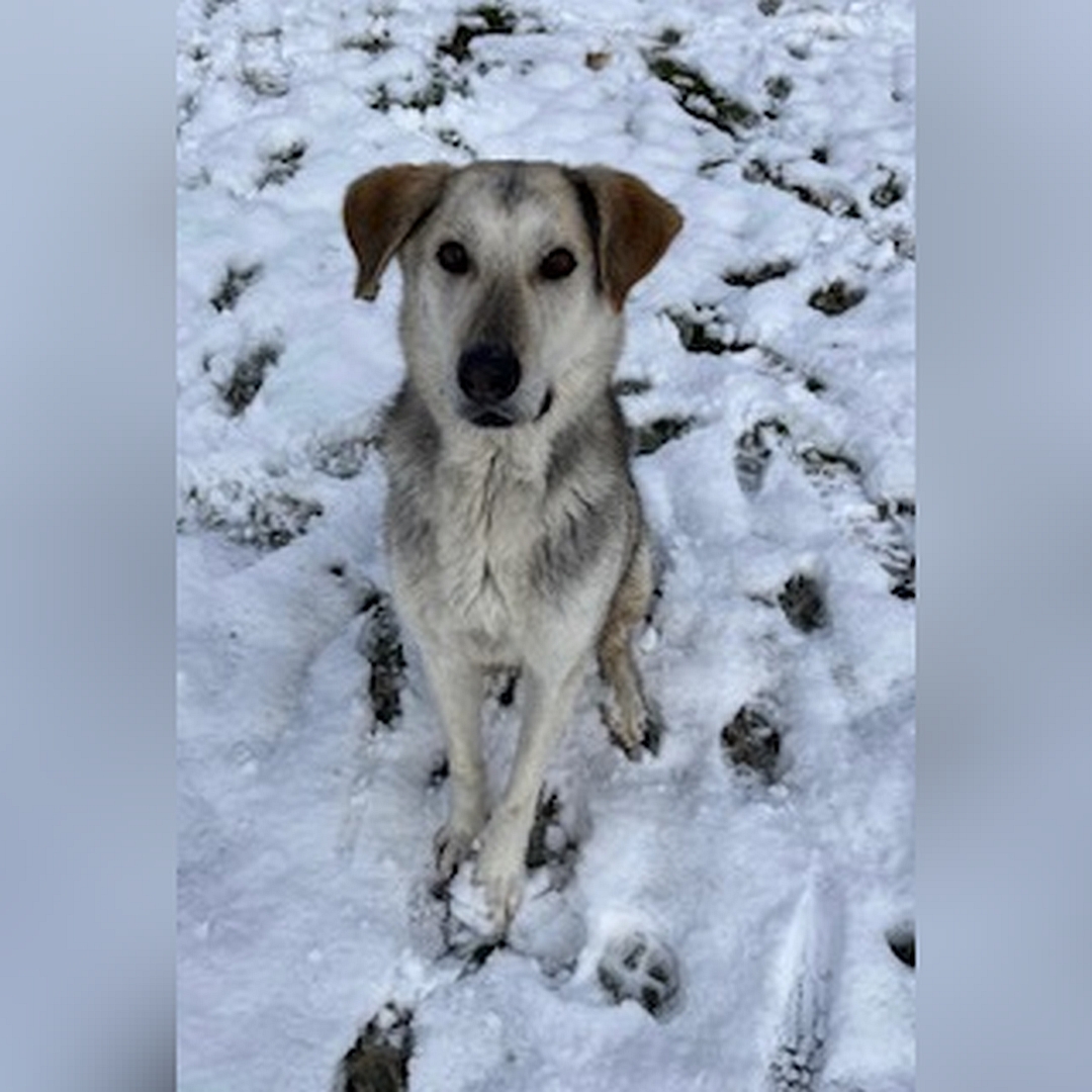 Schwarz-beige-brauner Rüde, sitzend, von von, Blick in Kamera