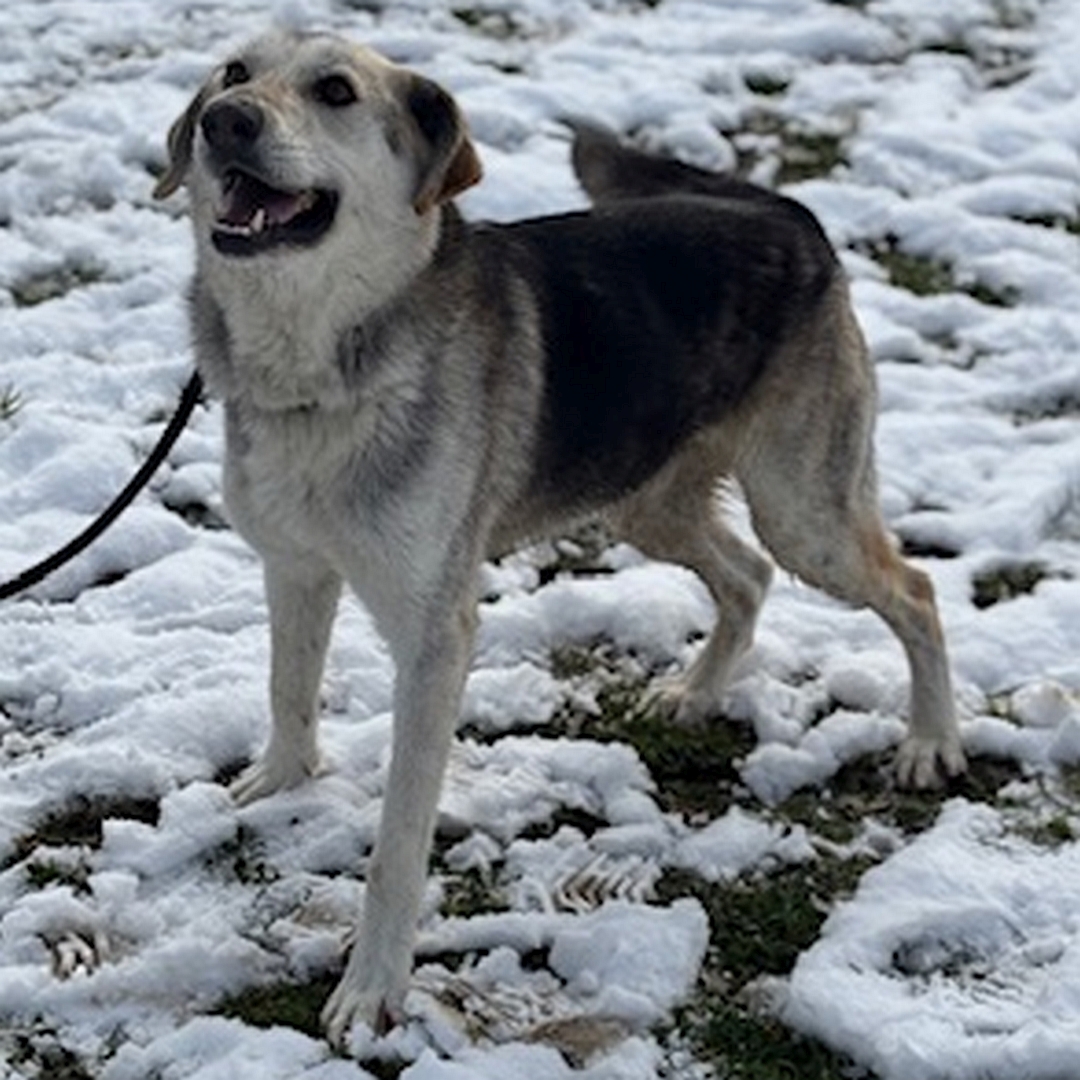 Schwarz-beige-brauner Rüde, stehend, von eher links von, Blick nach oben zu einer Person