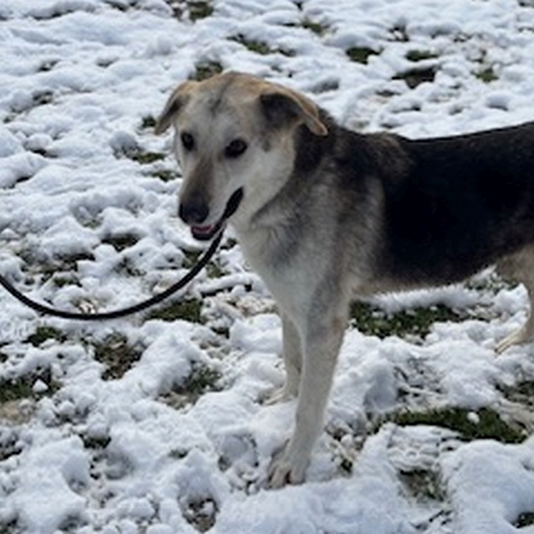 Schwarz-beige-brauner Rüde, stehend, von eher links von, Blick nach links unten