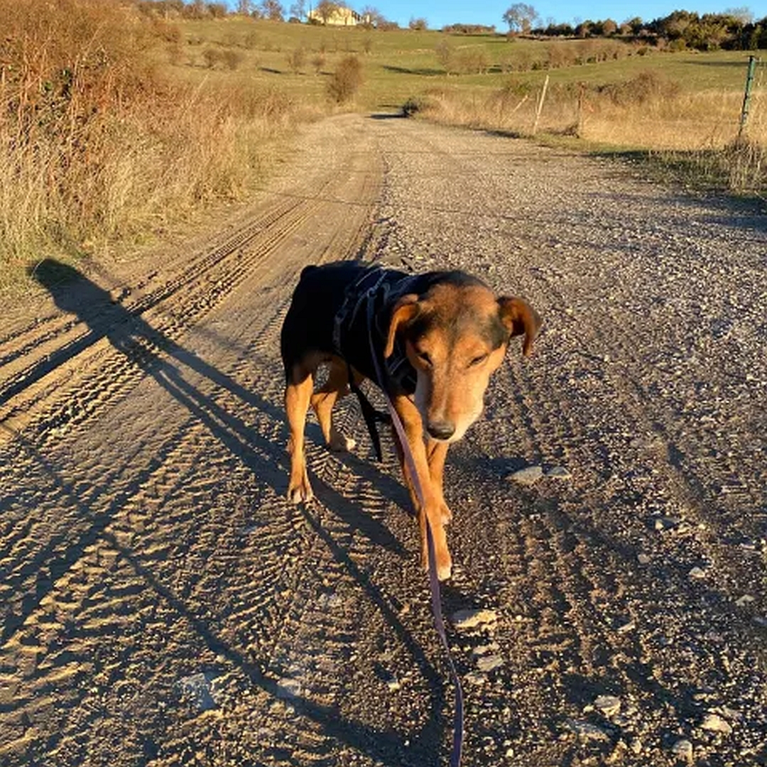 Schwarz-brauner Rüde, gehend, von vorn, Blick nach links unten