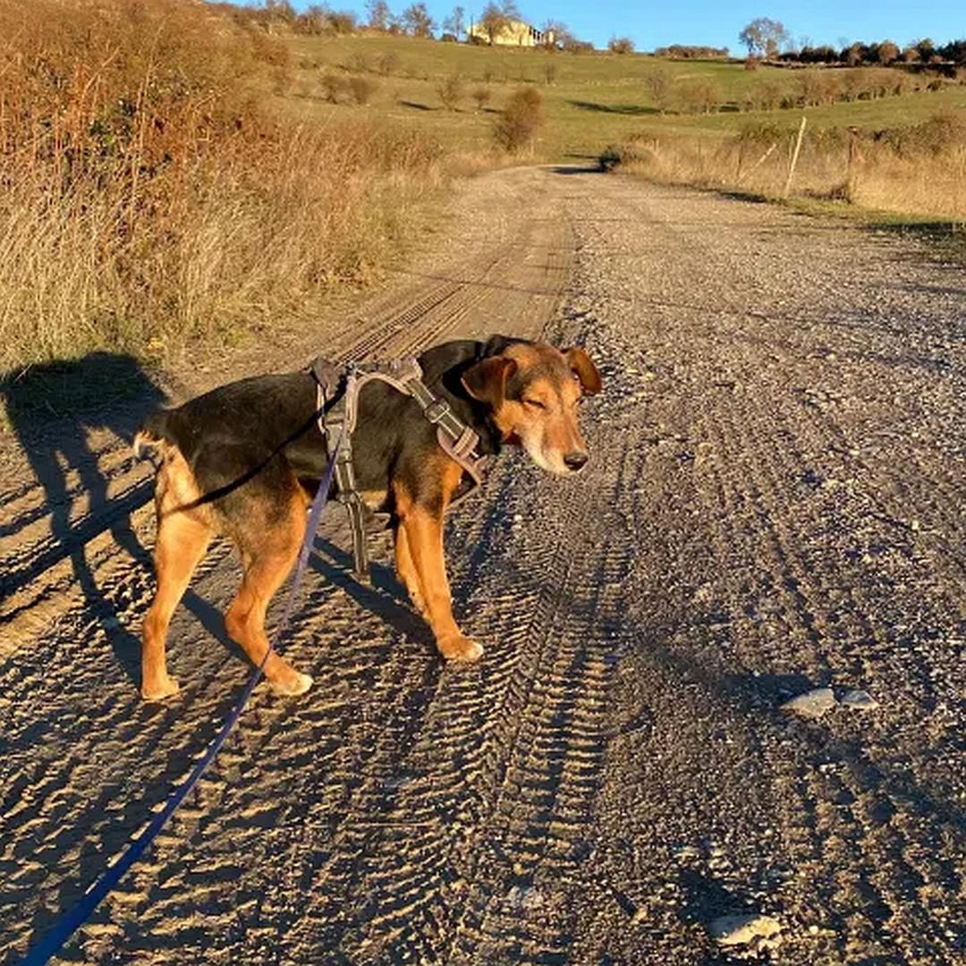 Schwarz-brauner Rüde, stehend, rechte Seite, Blick geradeaus
