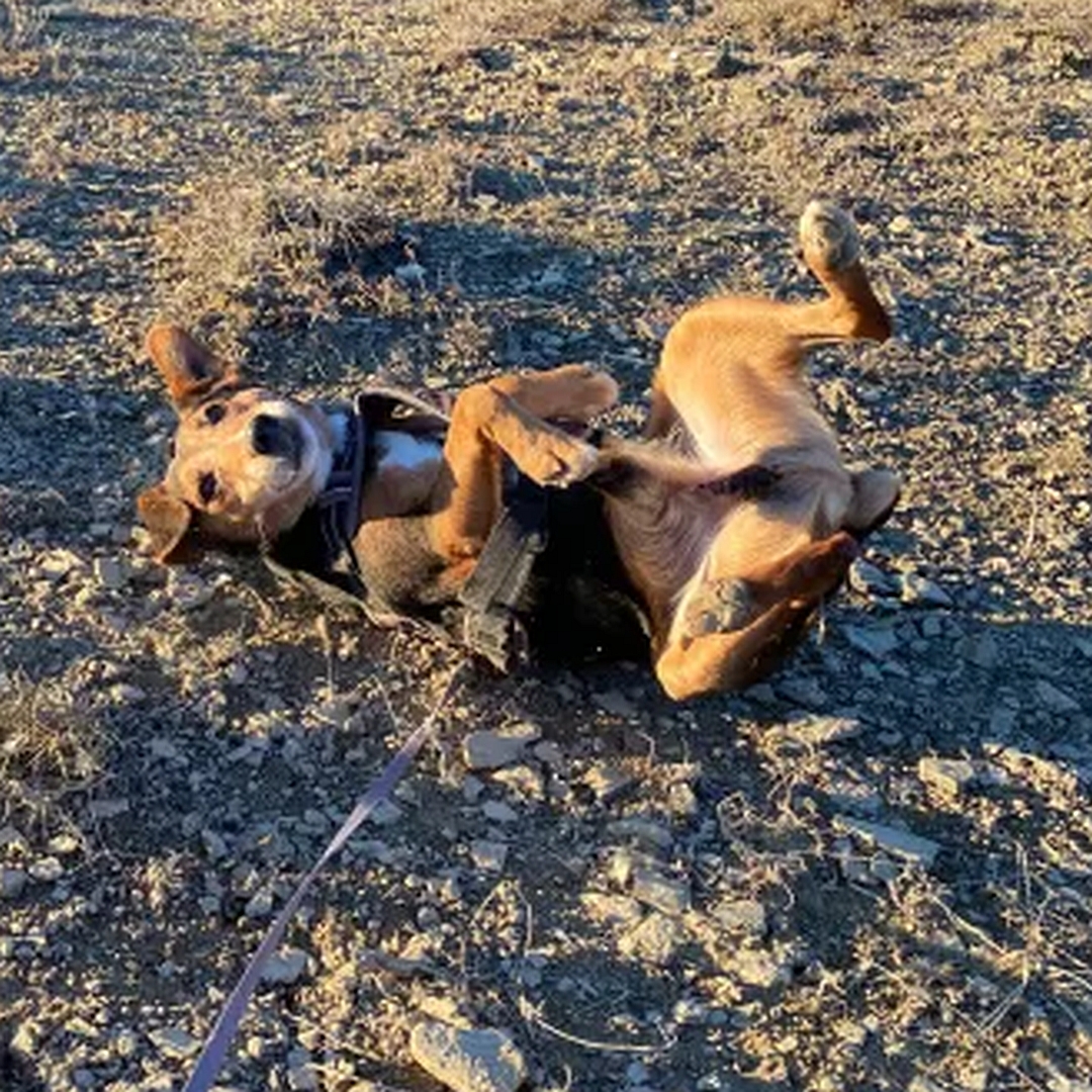 Schwarz-brauner Rüde, auf dem Rücken liegend, von oben, Blick nach oben