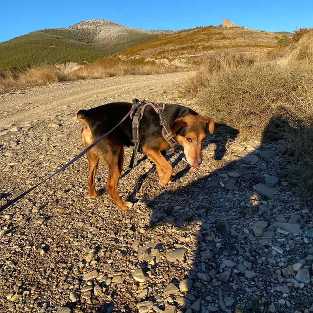 Schwarz-brauner Rüde, stehend, linke Seite, Blick nach unten
