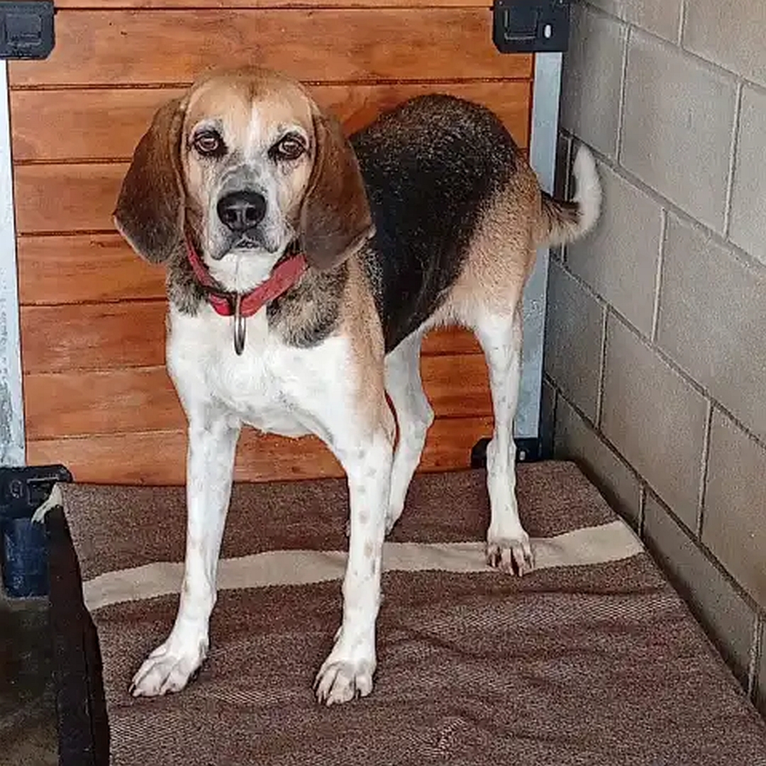 Schwarz-braun-weißer Rüde, im Zwinger, stehend, von vorn, Blick in Kamera