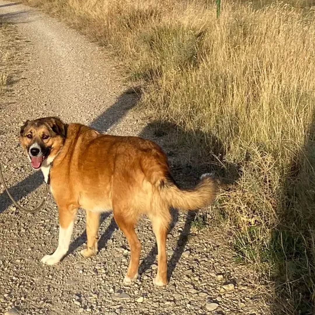 Hellbrauner Rüde, weißer Bauch, weiße Pfoten, stehend, von eher links hinten, Kopf und Blick nach links vorn Richtung Kamera